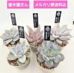 2026年最新】優木園の人気アイテム - メルカリ