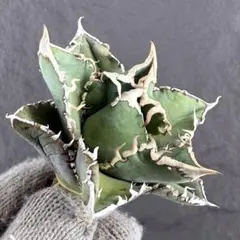 2026年最新】白豪刺の人気アイテム - メルカリ