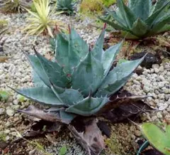 2026年最新】アガベ パラサナ ハイブリッドの人気アイテム - メルカリ