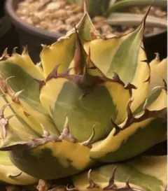 2026年最新】オアハカ 子株の人気アイテム - メルカリ