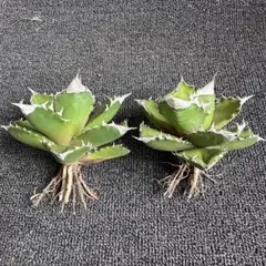 2026年最新】ホワイトファイヤー アガベの人気アイテム - メルカリ