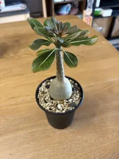 2026年最新】アデニウム ソコトラナム 純血の人気アイテム - メルカリ