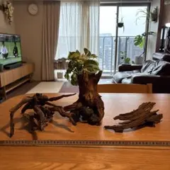 2026年最新】ADA 流木、の人気アイテム - メルカリ