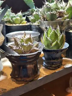 2026年最新】スーパーチタノタの人気アイテム - メルカリ