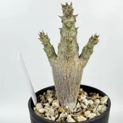 2026年最新】ウィンゾリー 実生の人気アイテム - メルカリ