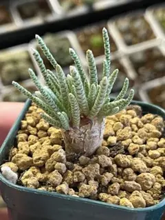 2026年最新】アボニア クイナリアの人気アイテム - メルカリ