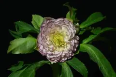 2026年最新】加藤農園 プリマヴェーラの人気アイテム - メルカリ