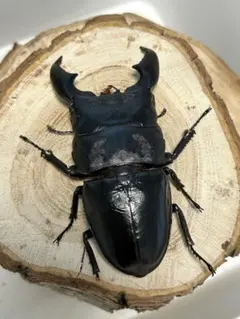 2026年最新】スマトラオオヒラタ 標本の人気アイテム - メルカリ