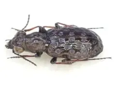 2026年最新】ハンミョウ 標本の人気アイテム - メルカリ