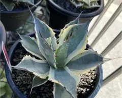 2026年最新】アガベ パラサナ インプレッショニストの人気アイテム