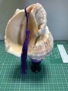 2026年最新】法螺貝 和楽器の人気アイテム - メルカリ