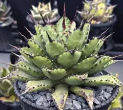 2026年最新】甲蟹 屈原の人気アイテム - メルカリ