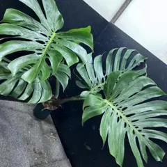 2026年最新】マクロコズム モンステラの人気アイテム - メルカリ