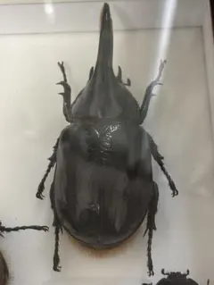 2026年最新】標本・ ネプチューンオオカブトの人気アイテム - メルカリ