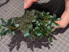 2026年最新】ブセファランドラ ブラックの人気アイテム - メルカリ