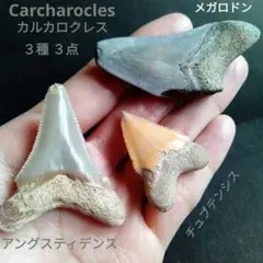 2026年最新】メガロドン 歯の人気アイテム - メルカリ