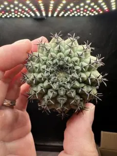 2026年最新】アガベ 鳳凰の人気アイテム - メルカリ