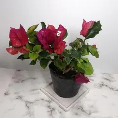 2026年最新】ブーゲンビリア 苗の人気アイテム - メルカリ