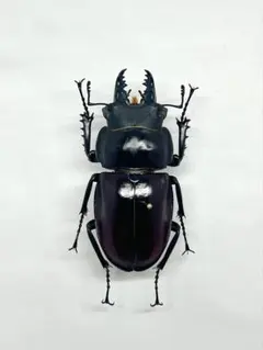 2026年最新】マルバネクワガタ 標本の人気アイテム - メルカリ