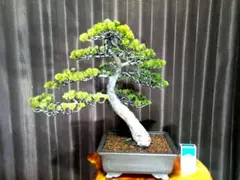 2026年最新】五葉松 瑞祥の人気アイテム - メルカリ