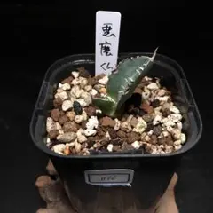 2026年最新】アガベ悪魔くんの人気アイテム - メルカリ