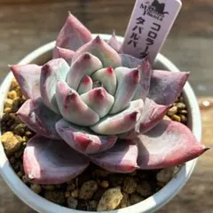 2026年最新】コロラータタパルパの人気アイテム - メルカリ