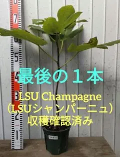 2026年最新】シャンパーニュ イチジクの人気アイテム - メルカリ