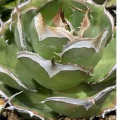 2026年最新】アガベイラン株の人気アイテム - メルカリ