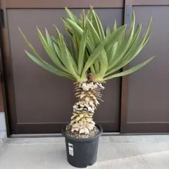 2026年最新】ユッカ グロリオサの人気アイテム - メルカリ