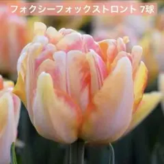 2026年最新】チューリップフォックストロットの人気アイテム - メルカリ