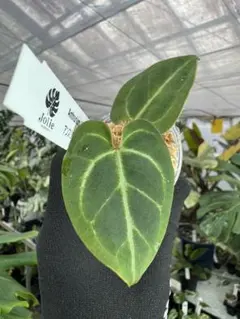 2026年最新】アンスリウムハイブリッドの人気アイテム - メルカリ