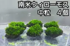 2026年最新】南米ウィローモスの人気アイテム - メルカリ