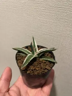 2026年最新】アガベ氷山の人気アイテム - メルカリ