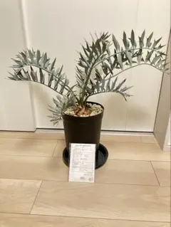 2026年最新】エンセファラルトスの人気アイテム - メルカリ