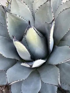 2026年最新】アガベ 吉祥天 パリーの人気アイテム - メルカリ