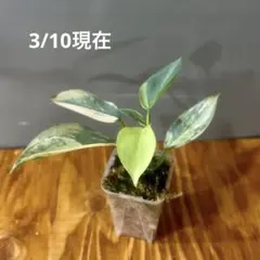 2026年最新】ハスタータムの人気アイテム - メルカリ