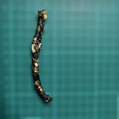 2026年最新】深海松の人気アイテム - メルカリ