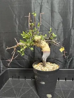 コミフォラカタフピュアソマリア灌木 多幹樹