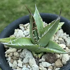 2026年最新】アガベ 帝釈天の人気アイテム - メルカリ