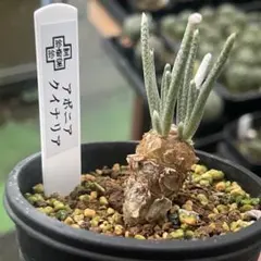 2026年最新】アボニア クイナリアの人気アイテム - メルカリ