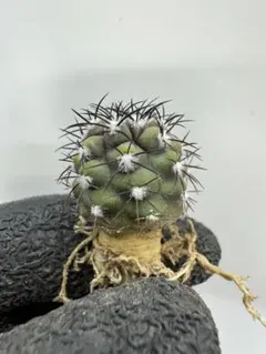 2026年最新】コピアポア 栗星玉の人気アイテム - メルカリ