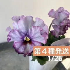 2026年最新】フェデネージュの人気アイテム - メルカリ