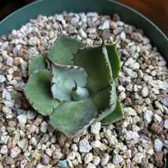 2026年最新】アガベ パリー トランカータ 斑入りの人気アイテム - メルカリ