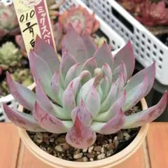 2026年最新】おらいさん苗 青鬼の人気アイテム - メルカリ