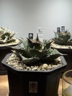 2026年最新】アガベ 犀牛の人気アイテム - メルカリ