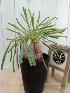 2026年最新】ユーフォルビア クリスパの人気アイテム - メルカリ