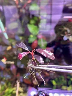 2026年最新】ブセファランドラsp.ghostの人気アイテム - メルカリ