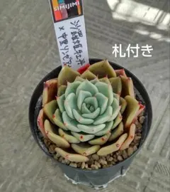 2026年最新】リンゼアナ 中里の人気アイテム - メルカリ