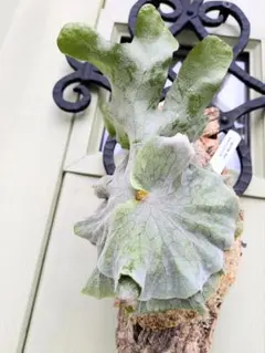 2026年最新】スパーバム ドワーフの人気アイテム - メルカリ