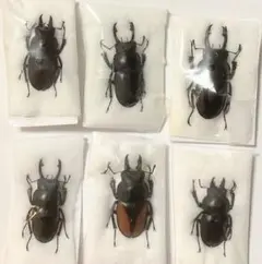 2026年最新】マルバネクワガタ 標本の人気アイテム - メルカリ